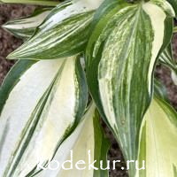 Hosta  The Sweetest Thing