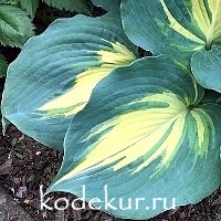 Hosta Thunderbolt sieboldiana