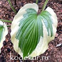 Hosta  Tropical Danсer