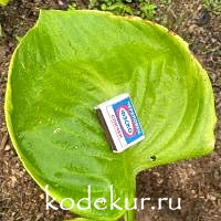 Hosta  UFO