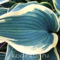 Hosta Valley’s Glacier