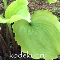 Hosta  Valley's Lemon Squash