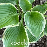 Hosta  Victory