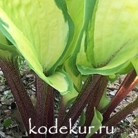 Hosta  Volcano Island