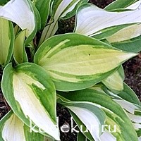 Hosta Vulcan