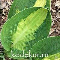 Hosta  Warwick Comet