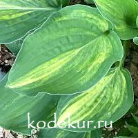 Hosta  Well Shaked