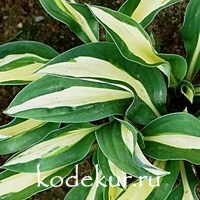 Hosta White Bikini