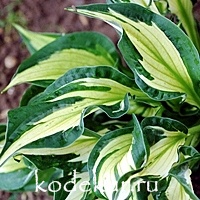 Hosta  Wirlwind fortunei