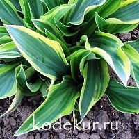 Hosta  Wolverine