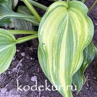 Hosta  Wonderful Life