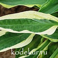 Hosta Yellow Polka Dot Bikini