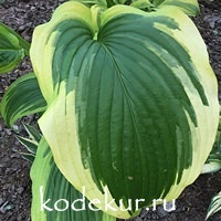 Hosta  montana Aureomarginata