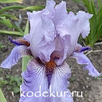 Iris barbata Awesome Alex 