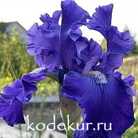 Iris barbata Blue Suede Shoes