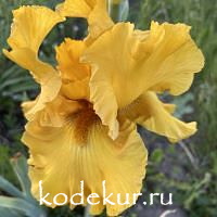 Iris barbata 