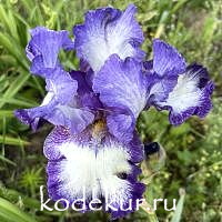 Iris barbata Charleston
