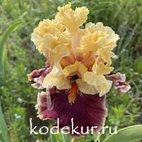 Iris barbata Decadence
