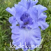 Iris barbata Delta Blues