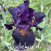 Iris barbata Dracula's Kiss