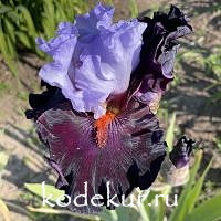 Iris barbata Full Figured