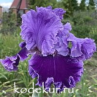 Iris barbata Louisa's Song