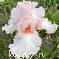 Iris barbata Pink Belle