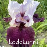 Iris barbata Private Eye