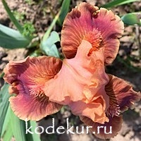 Iris pumila Clash