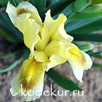 Iris pumila Gleaming Gold