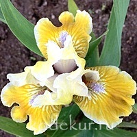 Iris pumila Pero