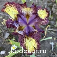 Iris pumila Ringer