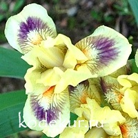 Iris pumila Sherlock