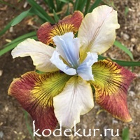 Iris sibirica Sugar Rush