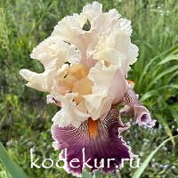 Iris barbata Truly Wicked