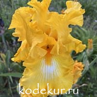 Ирис бородатый Утомлённое солнце