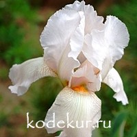 Iris barbata Pink Tafetta