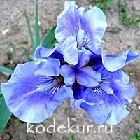 Iris barbata Az Ap