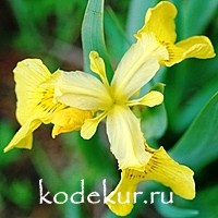 Iris psevdocorus variegata