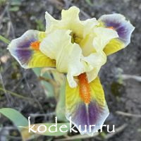Iris pumila Here Comes The Clowns