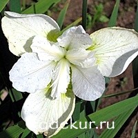 Iris sibirica Chartreuse Bounty