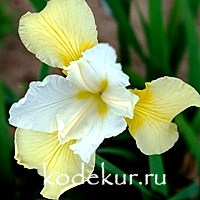 Iris sibirica Butter and Sugar