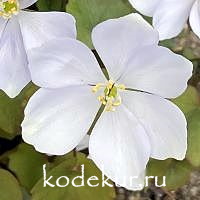 Jeffersonia dubia Alba-Blue