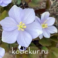 Jeffersonia dubia