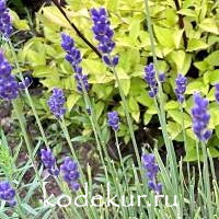 Lavandula angustifolia  Munstead