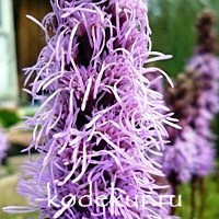 Liatris spicata Kobolt