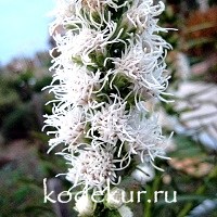 Liatris spicata Alba