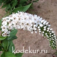 Lysimachia clethroides