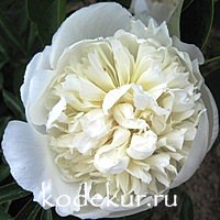 Paeonia officinalis Alba Plena