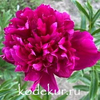 Paeonia Armani